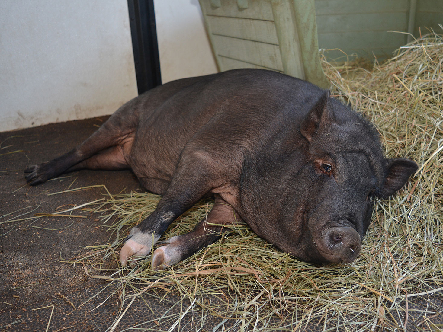 Last week's pet, still available: Chumley